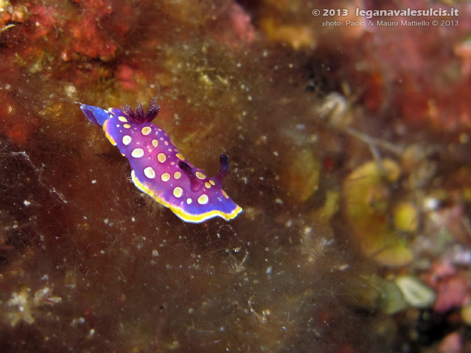 Porto Pino foto subacquee - 2013 - Nudibranco a pois gialli (Chromodoris luteorosea)