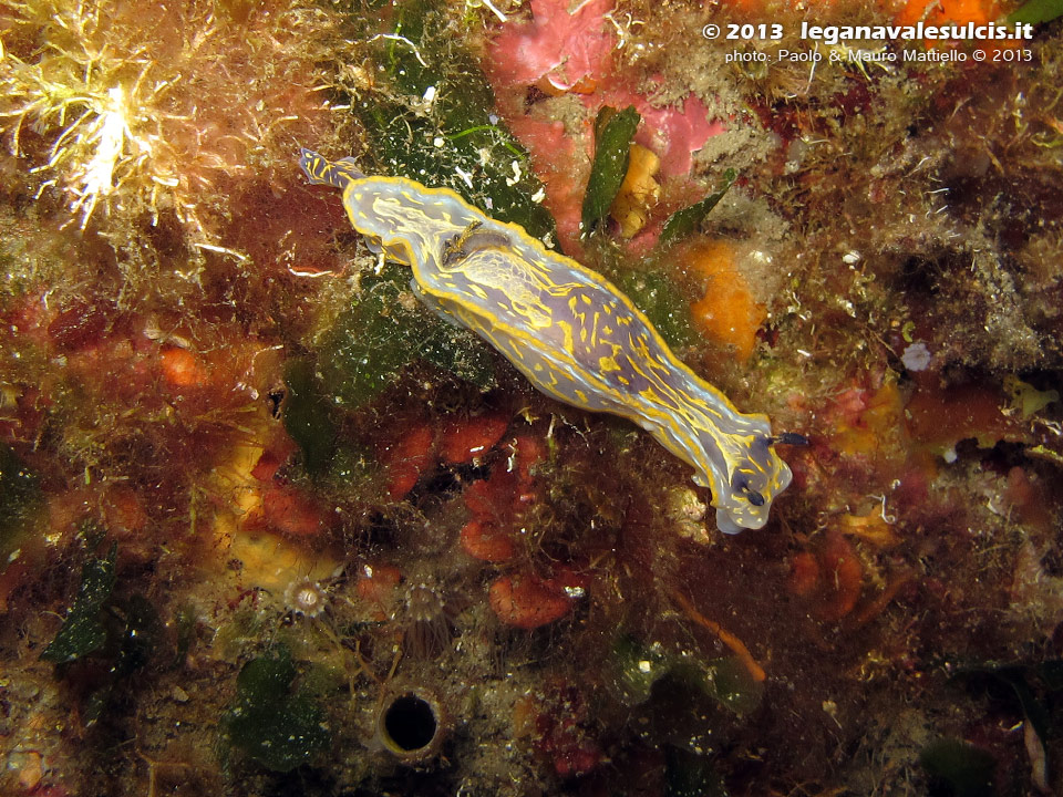 Porto Pino foto subacquee - 2013 - Nudibranco Hypselodoris picta, circa 7 cm  