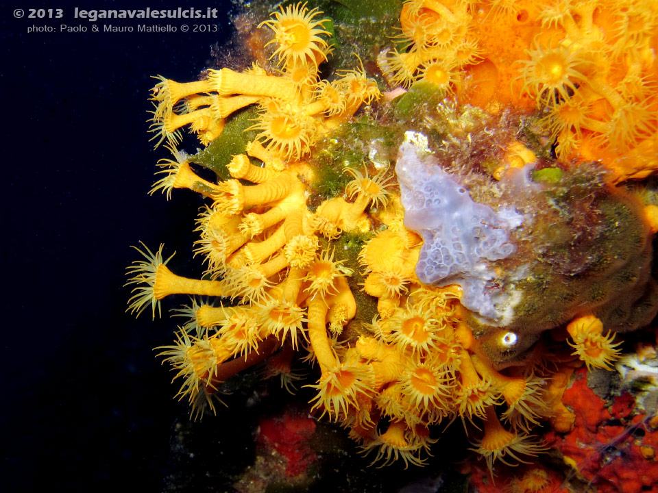 Porto Pino foto subacquee - 2013 - Margherite di mare (Parazoanthus axinellae)