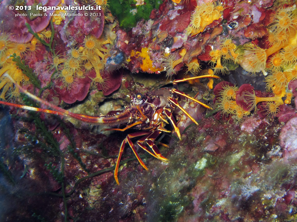 Porto Pino foto subacquee - 2013 - Aragosta (Palinurus vulgaris)