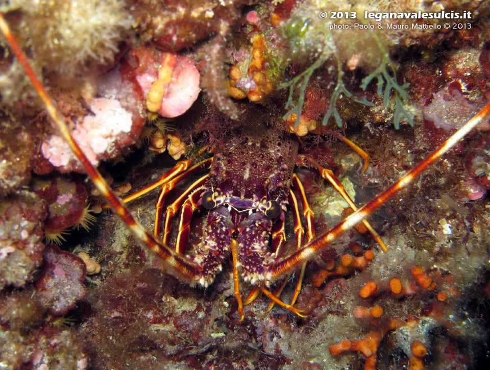 Porto Pino foto subacquee - 2013 - Aragosta (Palinurus vulgaris)