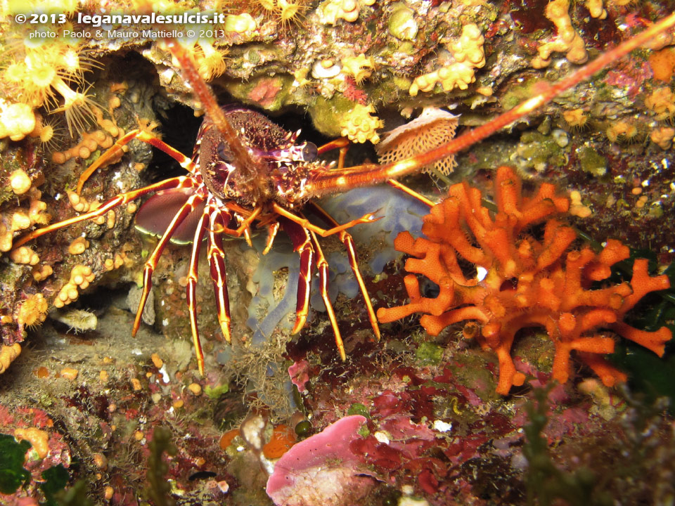 Porto Pino foto subacquee - 2013 - Aragosta (Palinurus vulgaris)