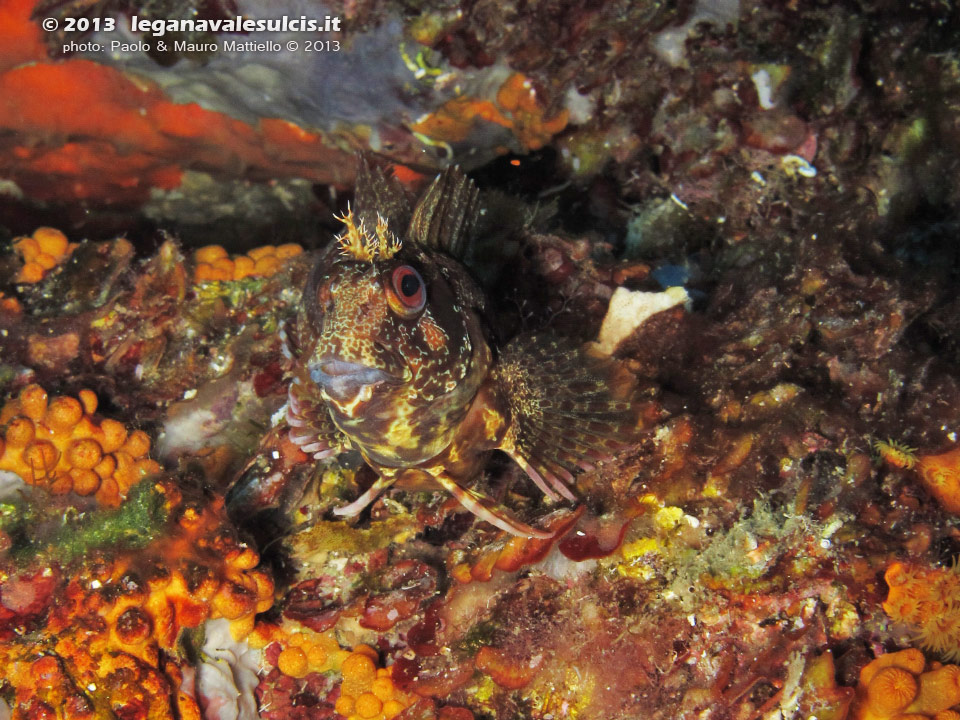 Porto Pino foto subacquee - 2013 - Bavosa ruggine (Parablennius gattorugine)