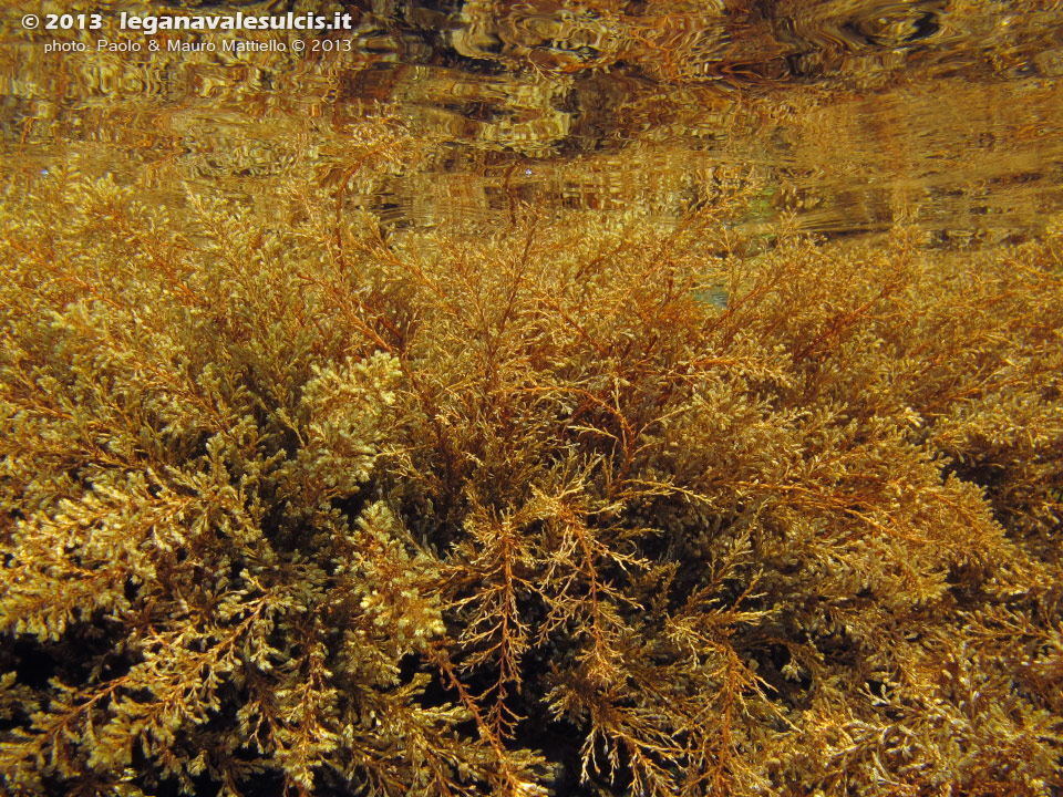 Porto Pino foto subacquee - 2013 - Alga Citoseira (Cystoseira sp.) poco sotto il pelo dell'acqua