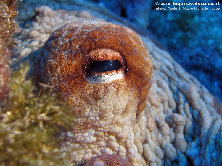 Porto Pino foto subacquee - 2009 - Occhio di un grosso polpo fotografato da molto vicino
