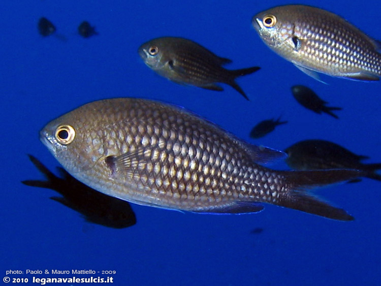 Porto Pino foto subacquee - 2009 - Castagnole (Chromis chromis), C.Teulada