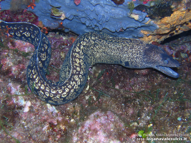 Porto Pino foto subacquee - 2009 - Grossa murena (Muraena helena) fuori dalla tana, a pi di 40 metri a C.Teulada