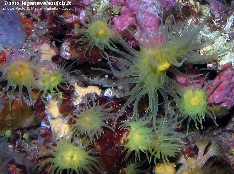 Porto Pino foto subacquee - 2009 - Madrepore gialle (Leptopsammia pruvoti)