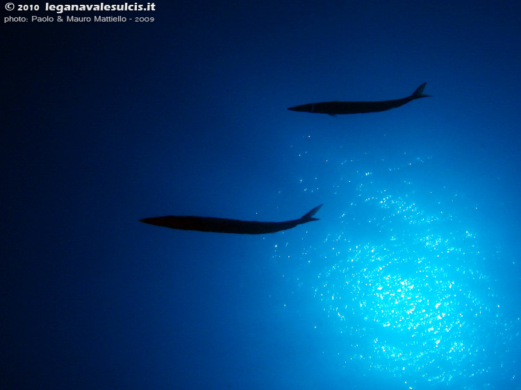 Porto Pino foto subacquee - 2009 - C.Galera, C.Teulada - Grossi barracuda del Mediterraneo in spettacolare controluce
