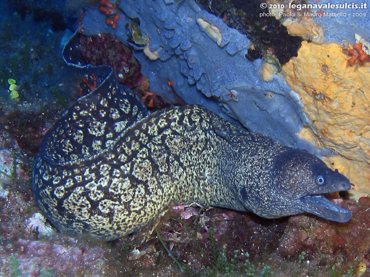 Porto Pino foto subacquee - 2009 - Grossa murena (Muraena helena) fuori dalla tana, a pi di 40 metri a C.Teulada