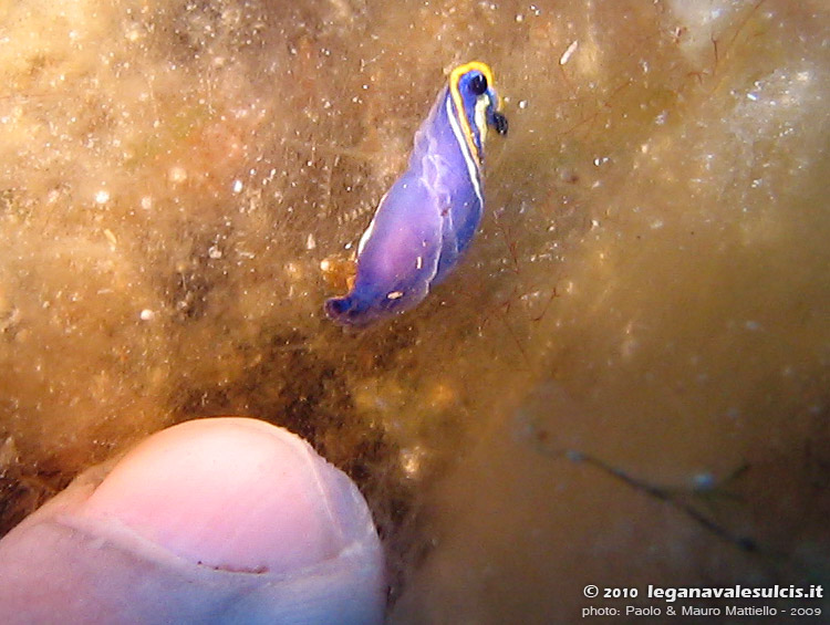 Porto Pino foto subacquee - 2009 - Minuscolo nudibranco doride tricolore (Hypselodoris tricolor)