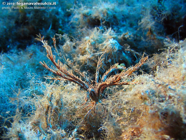 Porto Pino foto subacquee - 2009 - Un incontro abbastanza raro: Isola Rossa, un crinoide Giglio di Mare (Antedon mediterranea) a passeggio