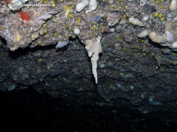 Porto Pino foto subacquee - 2009 - P.Aligusta, presso C.Teulada: l'interno della grotta subacquea, piena di concrezioni, madrepore, ricci diadema, aragostine e spugne dal colore tenue