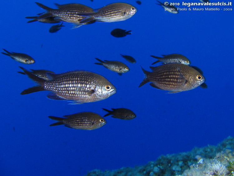 Porto Pino foto subacquee - 2009 - Castagnole (Chromis chromis), C.Teulada