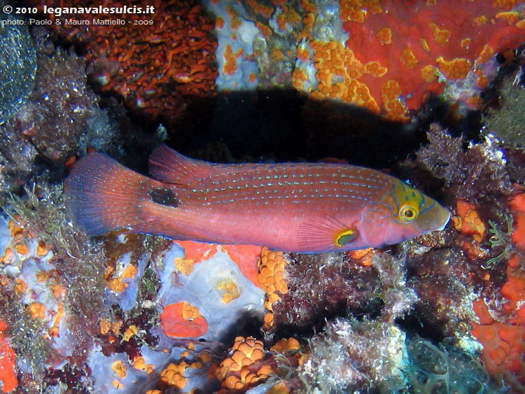 Porto Pino foto subacquee - 2009 - Bel tordo rosso (Symphodus mediterraneus)