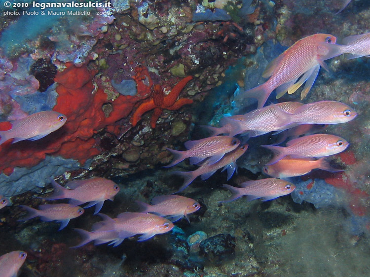 Porto Pino foto subacquee - 2009 - Castagnole rosse (Anthias anthias), con qualche maschio (pi colorato)