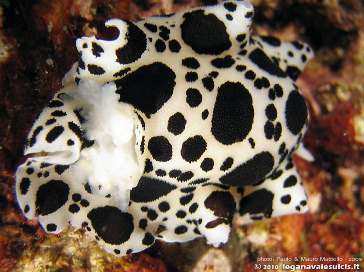 Porto Pino foto subacquee - 2009 - Nudibranco Vacchetta di Mare (Discodoris atromaculata) presso L'Isola Rossa, parete ovest