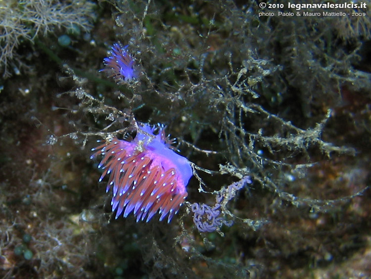 Porto Pino foto subacquee - 2009 - Due nudibranchi flabellina (Flabellina affinis) con uova, C.Teulada