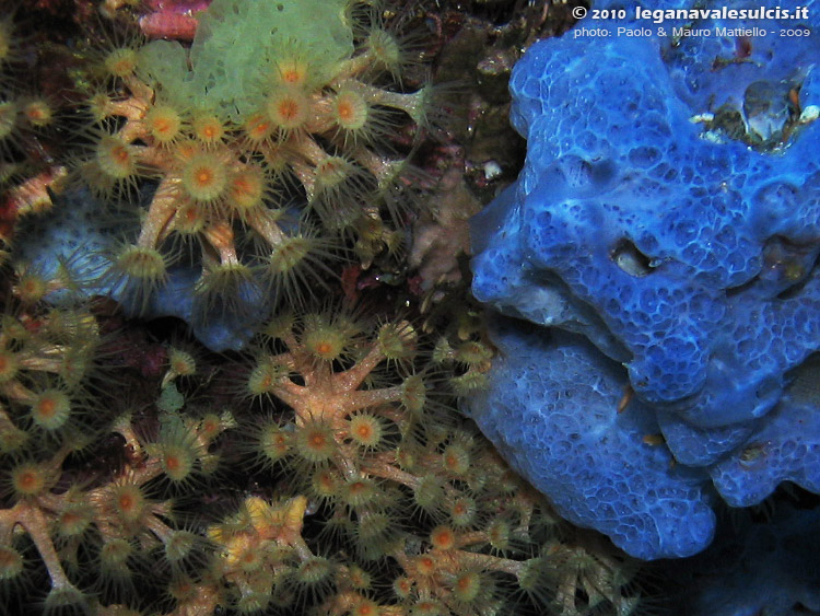 Porto Pino foto subacquee - 2009 - Spugna Anchinoe azzurra (Phorbas tenacior) e Margherite di mare (Parazoanthus axinellae), C.Galera