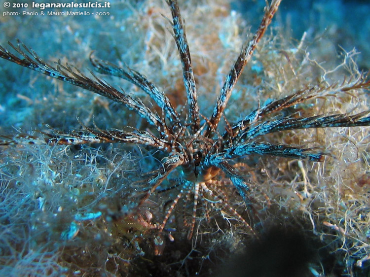 Porto Pino foto subacquee - 2009 - Un incontro abbastanza raro: Isola Rossa, un crinoide Giglio di Mare (Antedon mediterranea) a passeggio