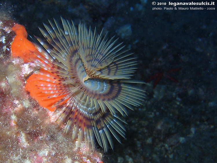 Porto Pino foto subacquee - 2009 - Verme policheta, Spirografo (Sabella spallanzani), 15 cm, Capo Teulada