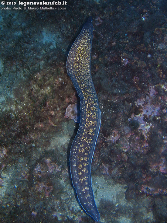 Porto Pino foto subacquee - 2009 - Murena (Muraena helena) del tutto fuori dalla tana, a pi di 40 metri a C.Teulada