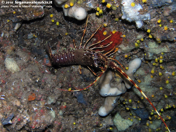 Porto Pino foto subacquee - 2009 - Aragosta (Palinurus vulgaris), madrepore, spugne nella grotta di P.Aligusta
