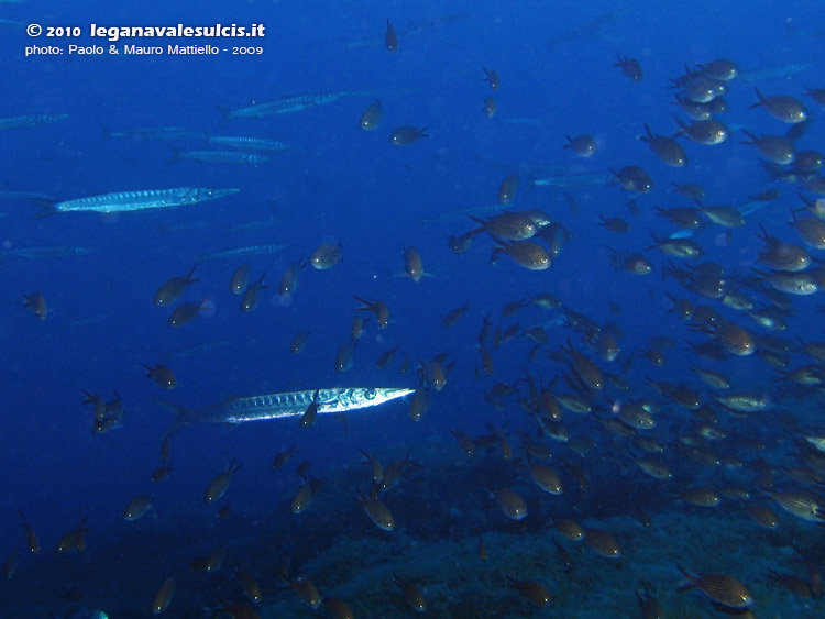 Porto Pino foto subacquee - 2009 - Branco di barracuda del Mediterraneo che aggrediscono improvvisamente le castagnole, secca di Cala Piombo