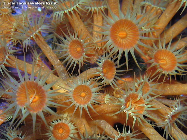 Porto Pino foto subacquee - 2009 - Margherite di mare (Parazoanthus axinellae) a C.Galera