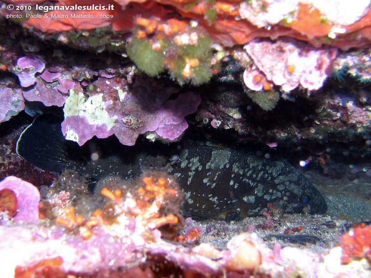 Porto Pino foto subacquee - 2009 - Cernia bruna in tana(Epinephelius marginatus), S. di C.Piombo