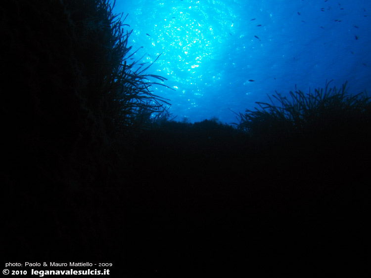 Porto Pino foto subacquee - 2009 - Scengografica posidonia controluce, dal fondo della punta di Cala Piombo