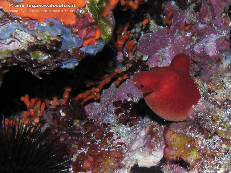 Porto Pino foto subacquee - 2009 - Ascidia Patata di Mare (Halocynthia papillosa)