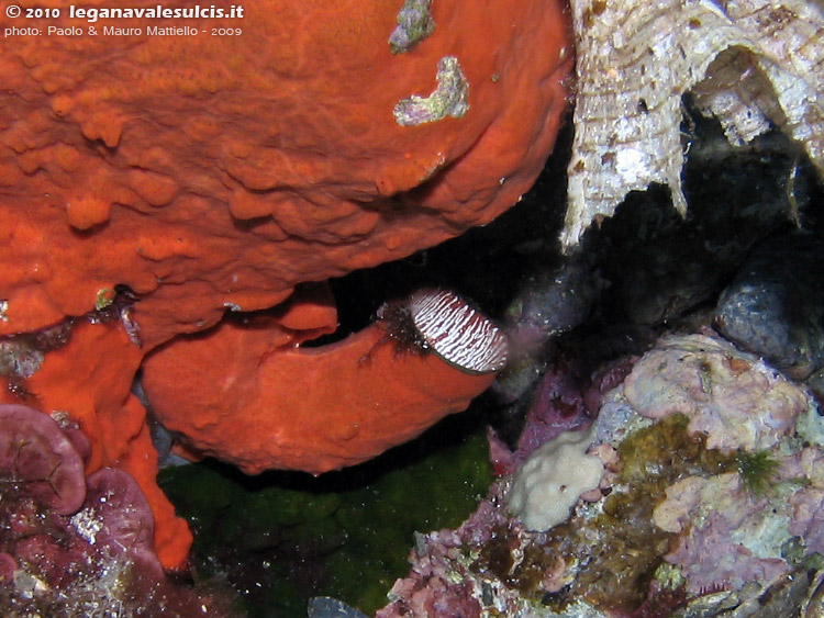 Porto Pino foto subacquee - 2009 - Mollusco Vermeto o Vermetide grande (Serpulorbis arenaria), chiuso nel suo tubo ricoperto di spugna incrostante rossa, con l'opercolo visibile - C.Galera