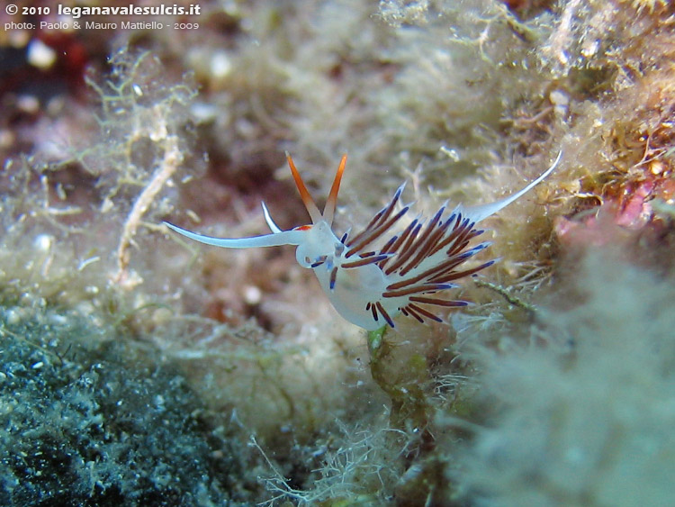 Porto Pino foto subacquee - 2009 - Nudibranco cratena (Cratena peregrina), punta di C.Piombo e isolotto