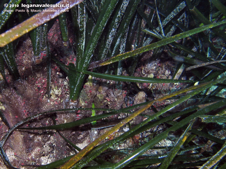 Porto Pino foto subacquee - 2009 - La pianta marina (Posidonia oceanica). Evidente la matte (il substrato di rizomi morti sopra cui, via via, cresce) e le foglie che escono dai rizomi