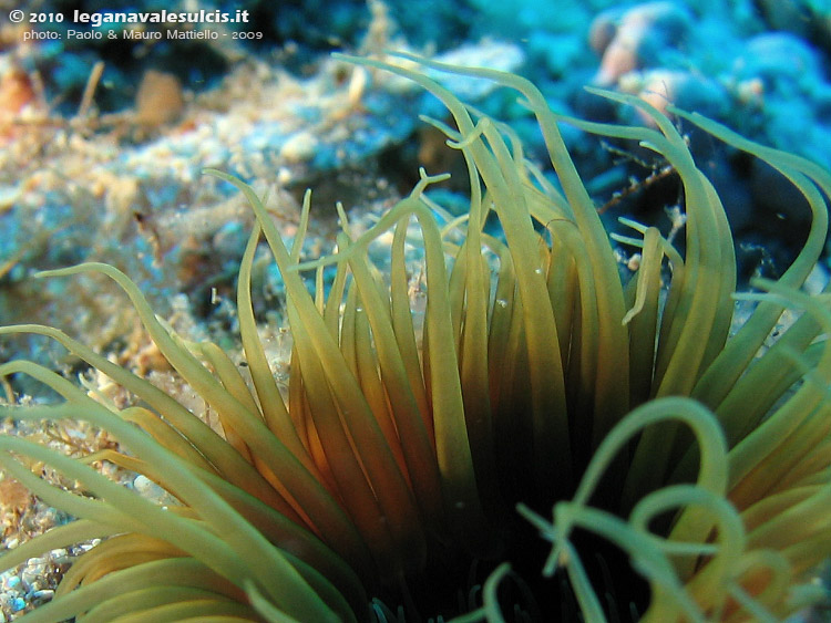 Porto Pino foto subacquee - 2009 - Grosso cerianto (Cerianthus membranaceus), Isola Rossa