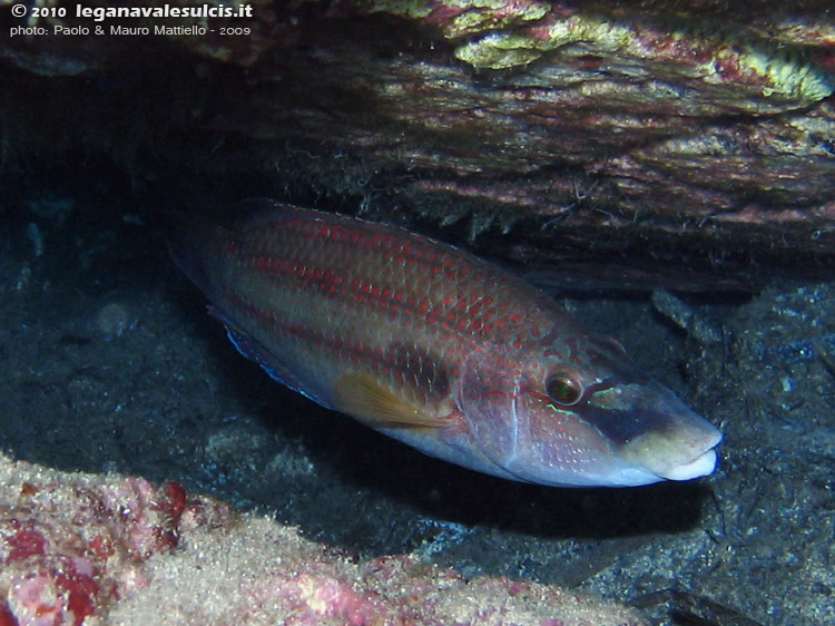 Porto Pino foto subacquee - 2009 - Tordo pavone (Symphodus tinca), Secca P.Scudo