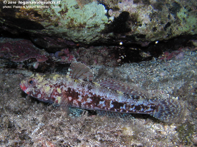 Porto Pino foto subacquee - 2009 - Inconfondibile ghiozzo boccarossa (Gobius cruentatus), Isola Rossa