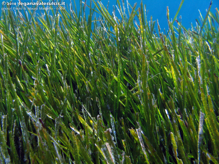 Porto Pino foto subacquee - 2009 - La pianta marina (Posidonia oceanica), verdissima, in acqua bassa