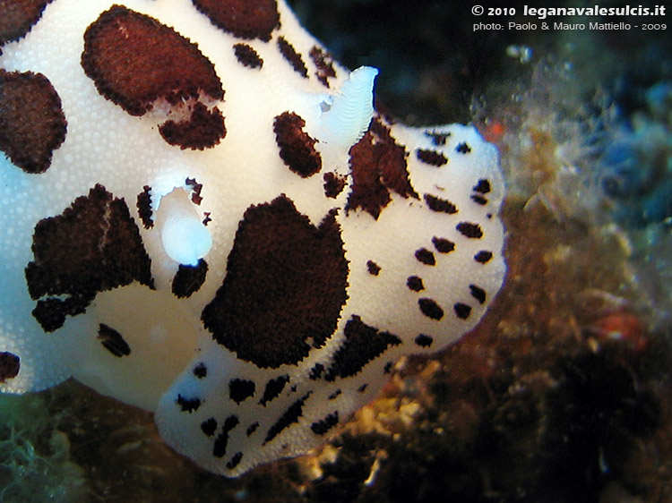 Porto Pino foto subacquee - 2009 - Primo piano della testa del nudibranco Vacchetta di mare (Discodoris atromaculata), S. di C.Piombo