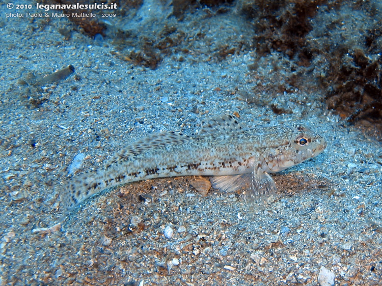 Porto Pino foto subacquee - 2009 - Ghiozzo geniporo (?) (Gobius geniporus), perfettamente mimetizzato nella sabbia presso il relitto 