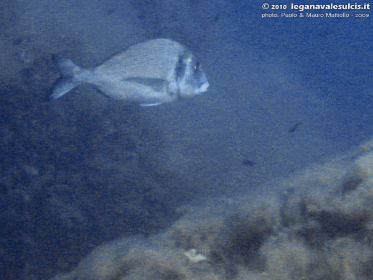 Porto Pino foto subacquee - 2009 - Grossa orata (Sparus aurata), (ripresa da lontano)