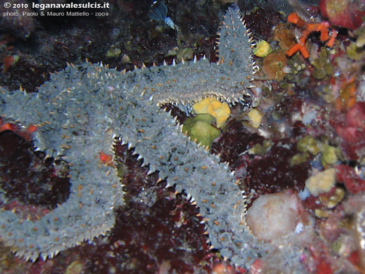 Porto Pino foto subacquee - 2009 - Stella Martasteria (Marthasterias glacialis), nascosta in una spaccatura della Secca di C.Piombo