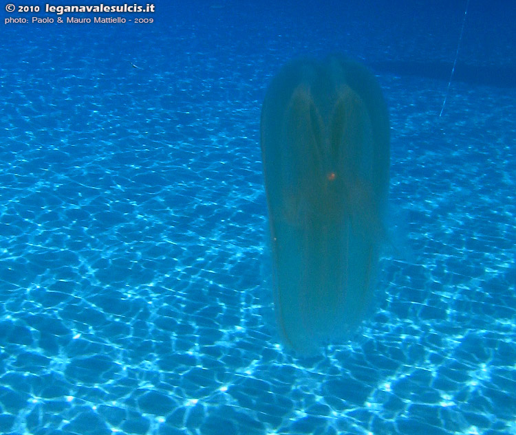 Porto Pino foto subacquee - 2009 - Un trasparente ctenoforo (Leucothea multiconis ?) che fluttua a pelo d'acqua presso Turri, S.Antioco