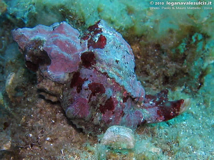 Porto Pino foto subacquee - 2009 - Murice (Hexaplex trunculus), Isola Rossa