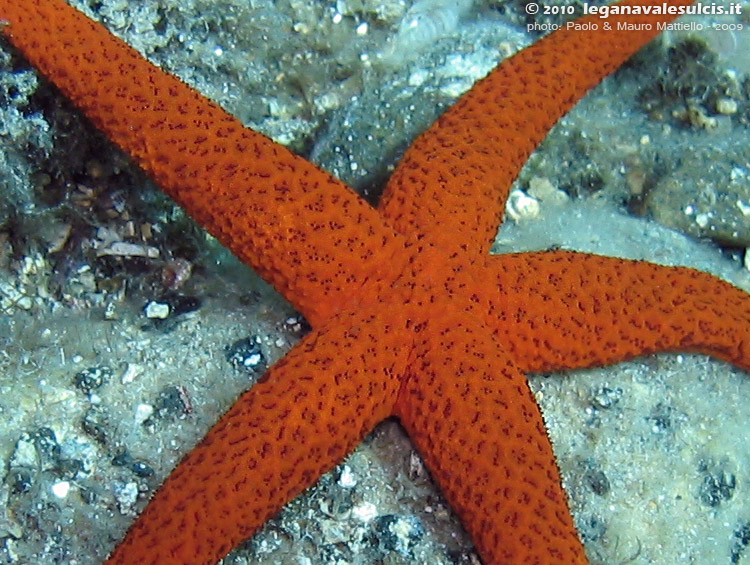 Porto Pino foto subacquee - 2009 - Stella Rossa (Echinaster sepositus), Capo Teulada