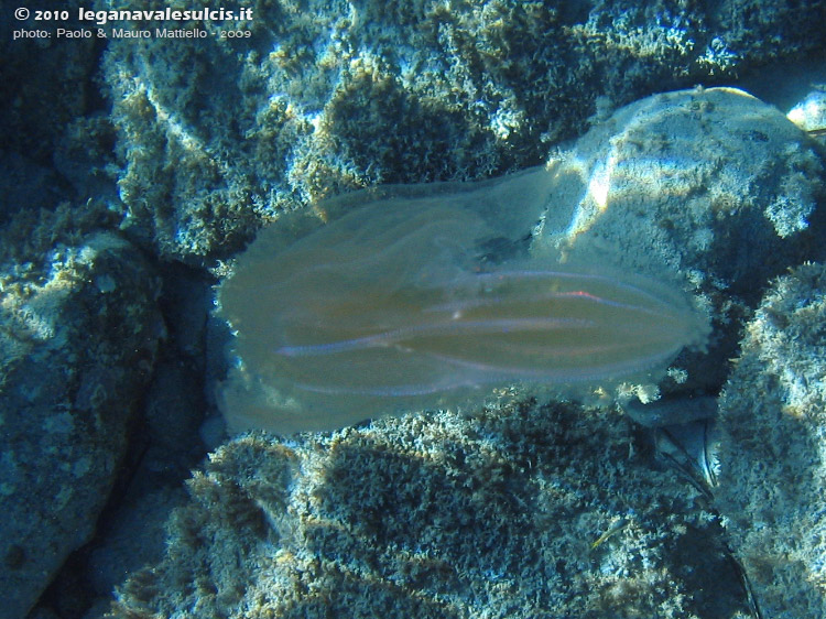 Porto Pino foto subacquee - 2009 - Un trasparente e fortemente luminescente ctenoforo (Leucothea multiconis ?) che fluttua a pelo d'acqua presso Turri, S.Antioco