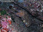 Porto Pino foto subacquee - 2010 - Cicala di mare, o magnosa (Scyllarides latus) di cospicue dimensioni