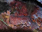 Porto Pino foto subacquee - 2010 - Un nudibranco grande e poco diffuso: il doride argo (Platydoris argo)