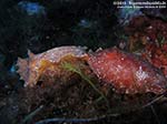 Porto Pino foto subacquee - 2010 - Un nudibranco grande e poco diffuso: il doride argo (Platydoris argo)